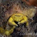 crab_sponge_shr_tam_h_0020_bal6393.jpg